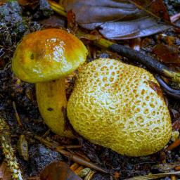 Pseudoboletus parasiticus