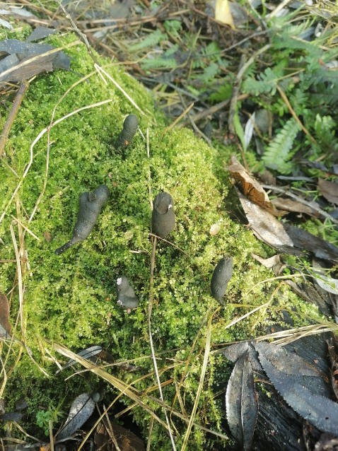 Xylaria polymorpha