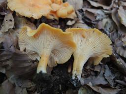 Cantharellus friesii