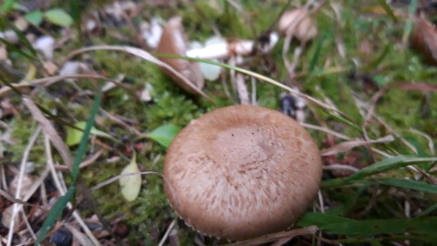 Inocybe