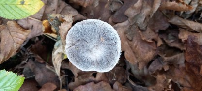 Tricholoma terreum