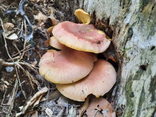 Tricholomopsis rutilans