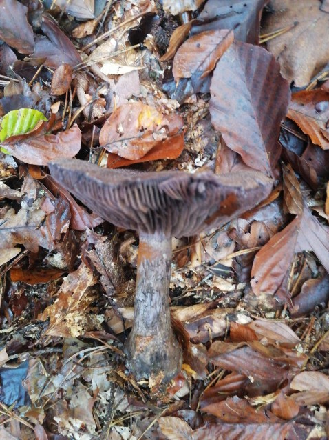 Cortinarius violaceus