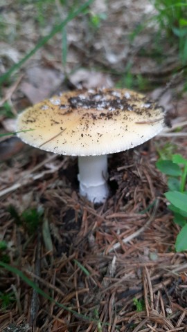 Amanita gemmata