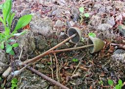 Panaeolus papilionaceus