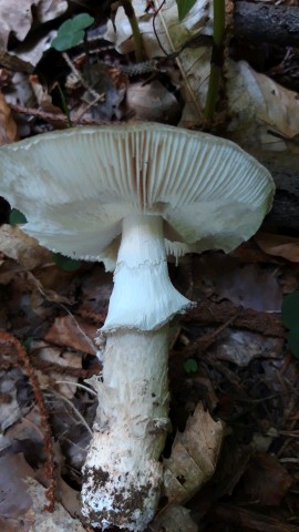 Amanita excelsa