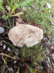 Suillus viscidus