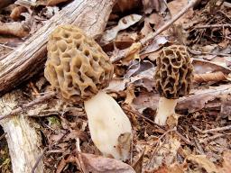 Morchella esculenta