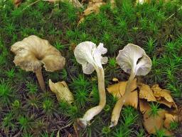 Craterellus undulatus