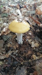 Amanita gemmata