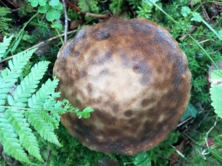Leccinellum pseudoscabrum