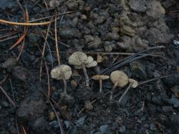 Tephrocybe atrata