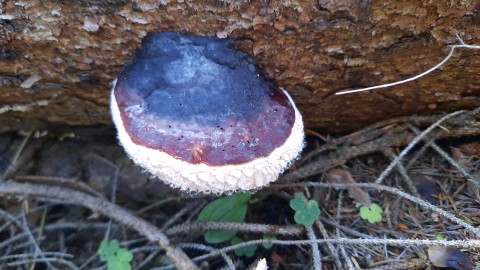 Fomitopsis pinicola