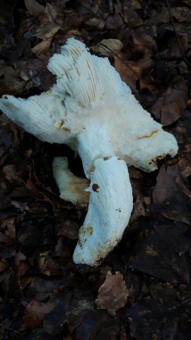 Russula vesca