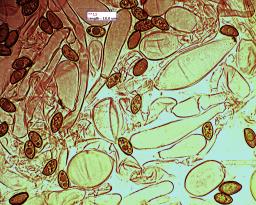 Inocybe fuscidula