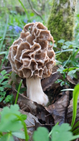 Morchella vulgaris