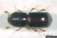 Xylosandrus germanus