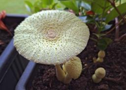 Leucocoprinus birnbaumii