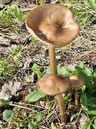 Hymenopellis radicata