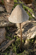 Mycena polygramma