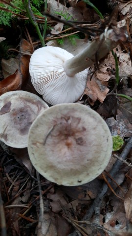 Lactarius blennius