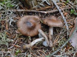 Inocybe napipes