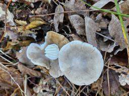 Hygrophorus agathosmus