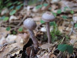 Cortinarius anomalus