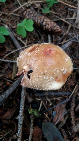 Amanita rubescens