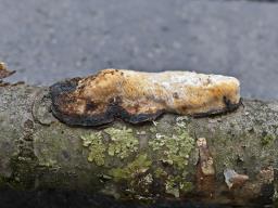 Szczepkamyces campestris