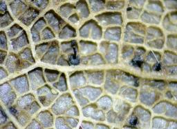 Apiognomonia hystrix