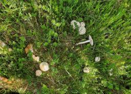 Entoloma sepium