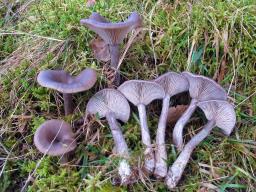 Pseudoclitocybe cyathiformis