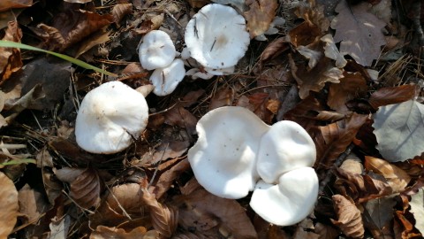 Hygrophorus eburneus