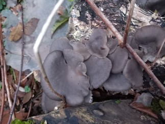 Pleurotus ostreatus