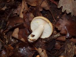 Lactarius chrysorrheus