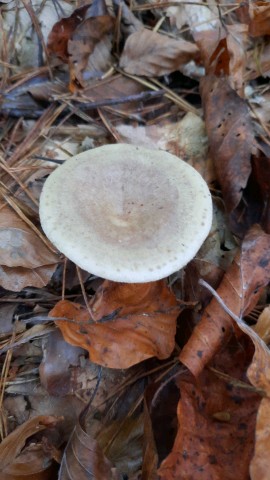 Lactarius blennius