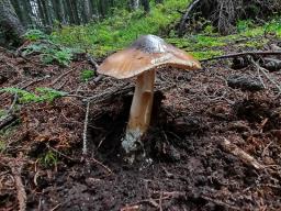 Amanita spadicea