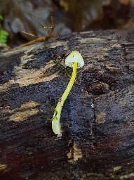 Mycena epipterygia