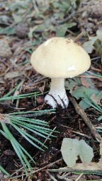 Amanita gemmata