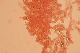 Atractosporocybe inornata