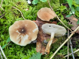 Lentinus substrictus