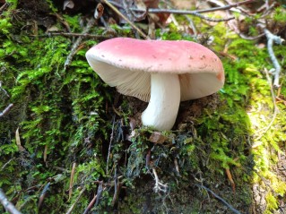 Russula nobilis