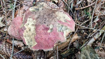 Rubroboletus rubrosanguineus