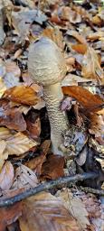 Macrolepiota procera