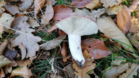 Russula romellii