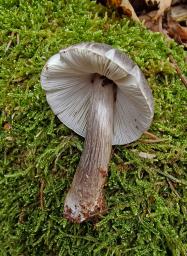 Pluteus pouzarianus
