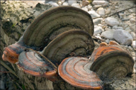 Fomitopsis pinicola