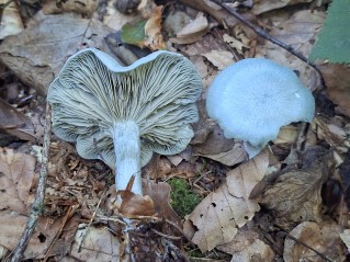Clitocybe odora