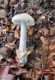 Amanita huijsmanii